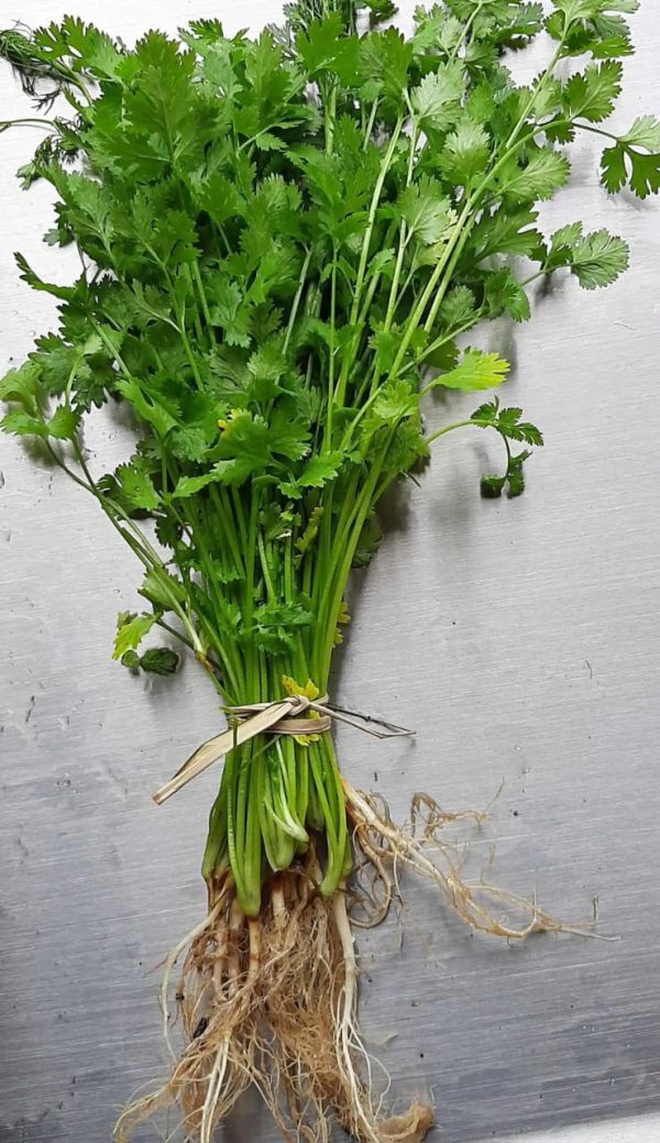 Cilantro Pqt