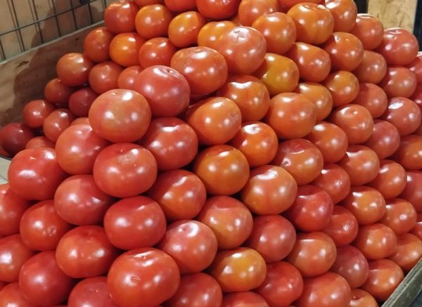 Tomate Kg