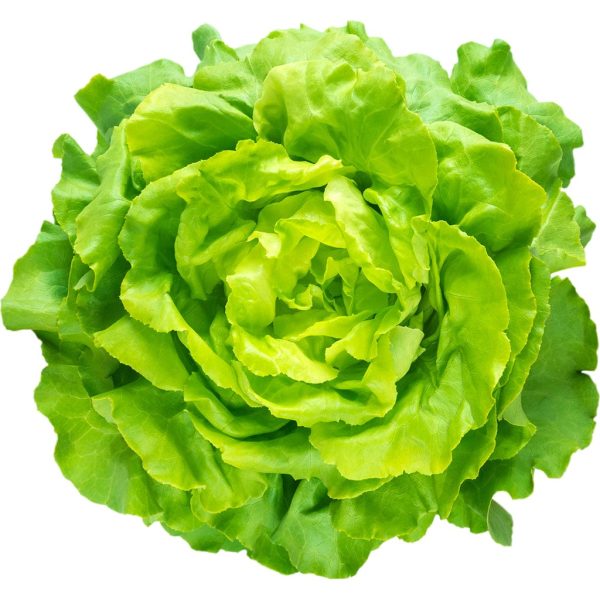 Lechuga española Und